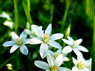 Star of Bethlehem