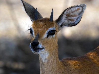 Steenbok