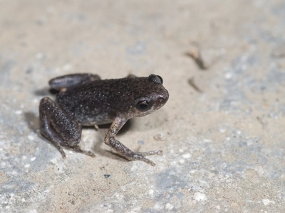 Stejneger's toad