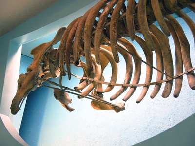 Steller's sea cow