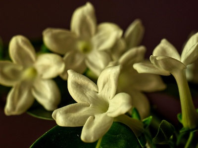 Stephanotis