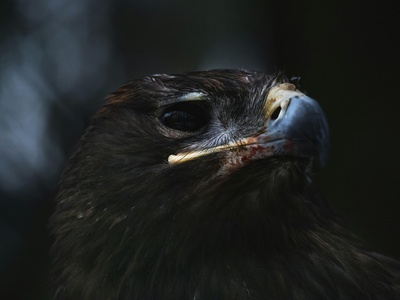 Steppe eagle