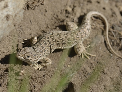 Steppe racerunner