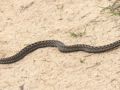 Steppe viper