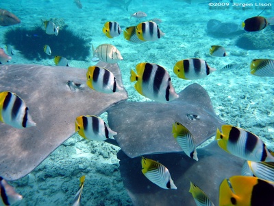 Stingray (common stingray)