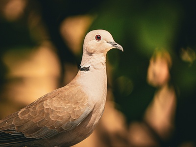 Stock Dove