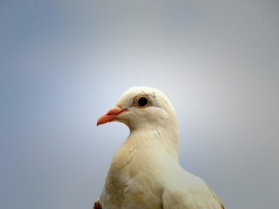 Stock Dove