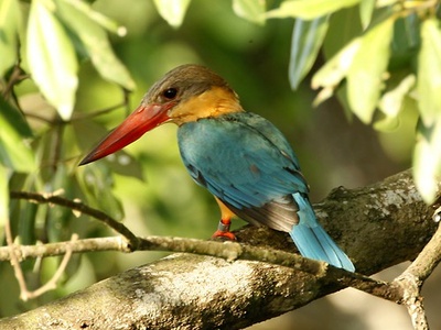 Stork‑billed kingfisher