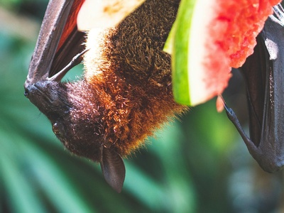 Straw-coloured fruit bat