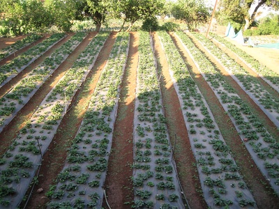 Strawberry (cultivated)