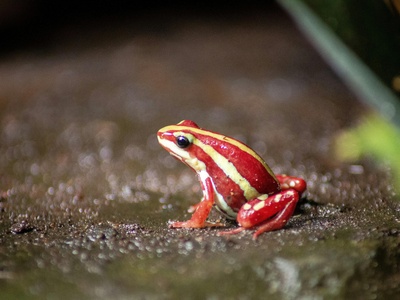 Strawberry Poison‑dart Frog (red morphs)