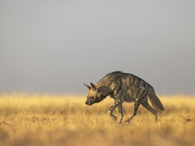 Striped hyena