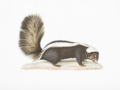 Striped skunk