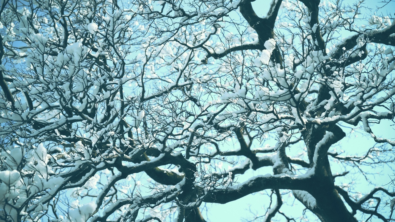 Winter tree silhouettes and white birch bark