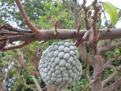 Sugar apple (Sweetsop)