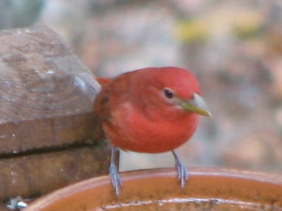 Summer Tanager (male)