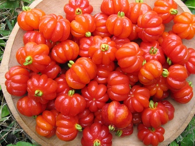 Surinam cherry (Pitanga)