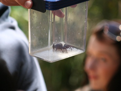 Sydney funnel‑web spider