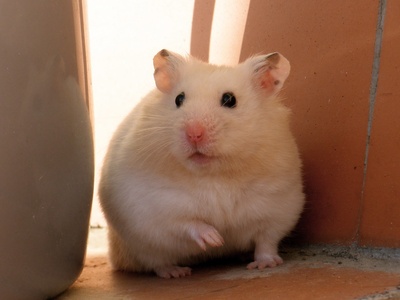 Syrian (golden) hamster