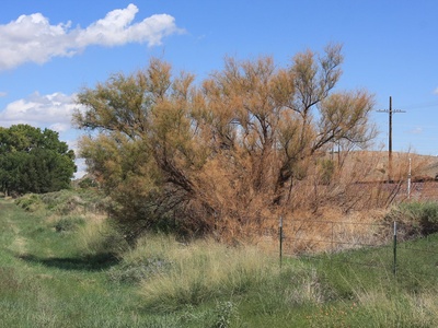 Tamarisk (saltcedar)