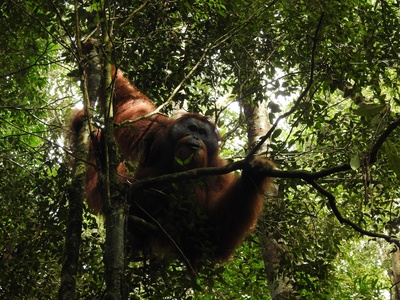 Tapanuli orangutan