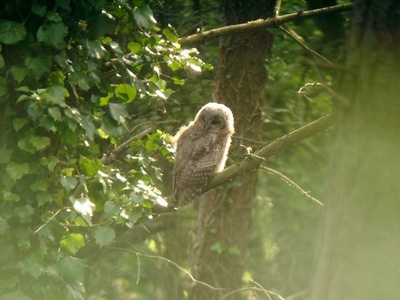 Tawny Owl