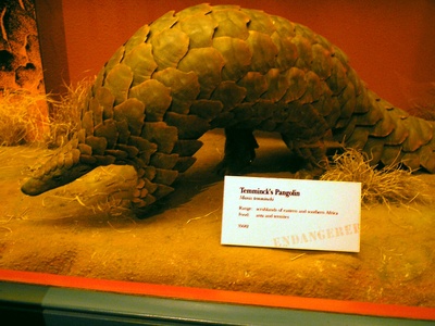 Temminck's pangolin