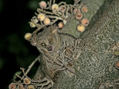 Thick-tailed greater galago