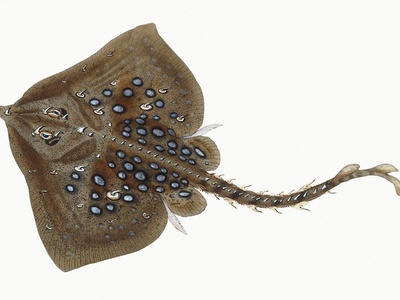 Thornback ray
