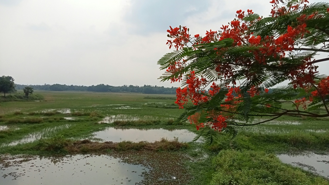 Community mangrove planting and conservation research in Bangladesh