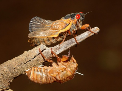 Three-legged insect survivors (e.g., mantis, beetle)