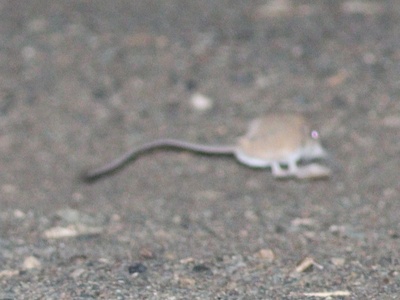 Three-toed jerboa
