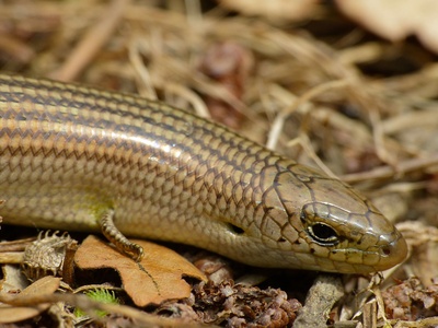 Three-toed skink