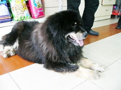 Tibetan Mastiff
