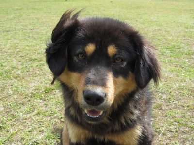 Tibetan Mastiff