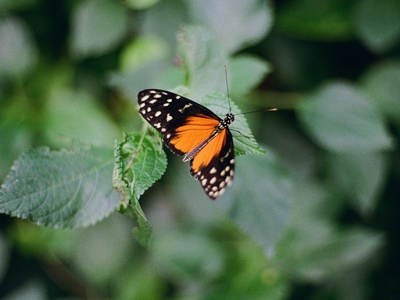 Tiger longwing