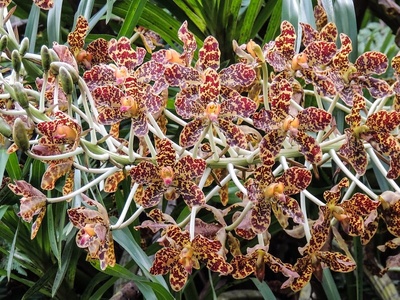 Tiger orchid