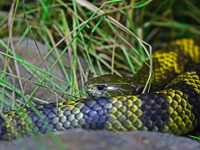 Tiger snake