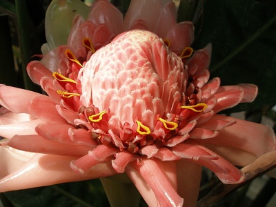 Torch ginger (yellow)