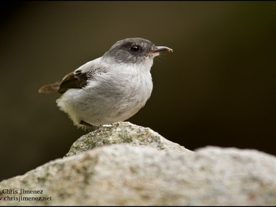 Torrent Tyrannulet