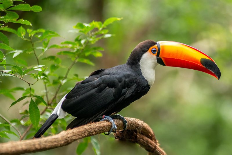 Vibrant toucan with striking orange beak resting on a tree branch in nature.