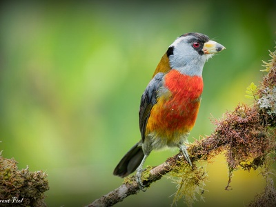Toucan Barbet
