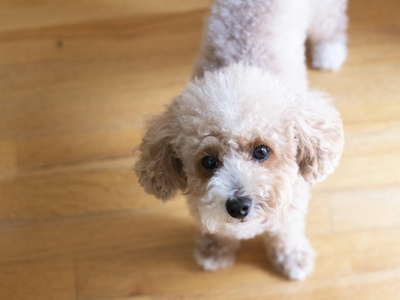 Toy Poodle