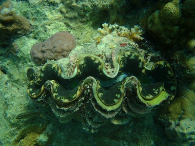 Tridacna gigas