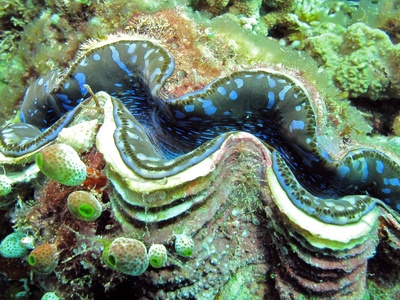 Tridacna maxima