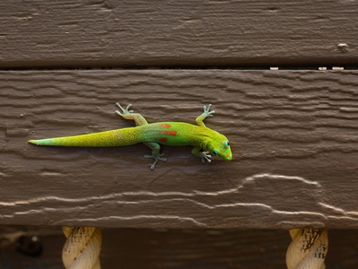 Tropical house gecko