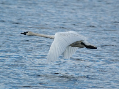 Trumpeter swan