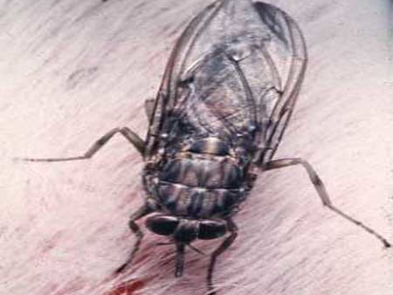 List of African Savanna Insects - Flora Fauna Fun