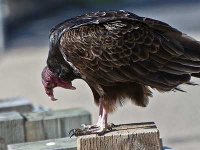 Turkey vulture