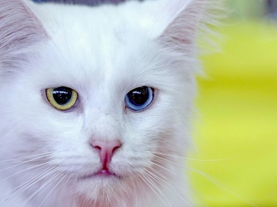 Turkish Angora